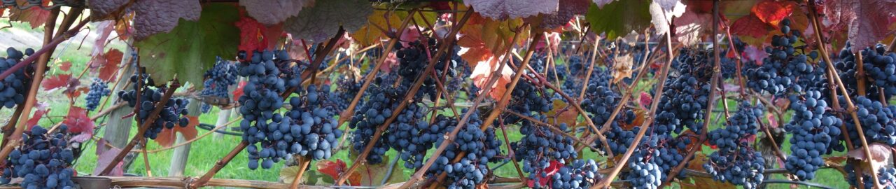 Weißwein