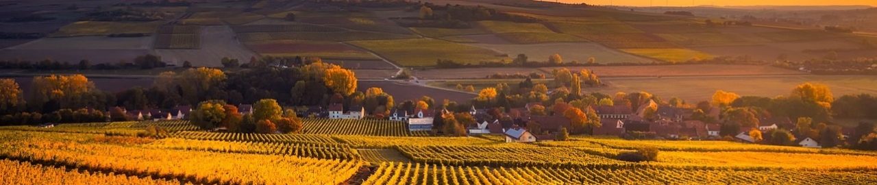 Wine | Germany | Wine Merchant Hardy